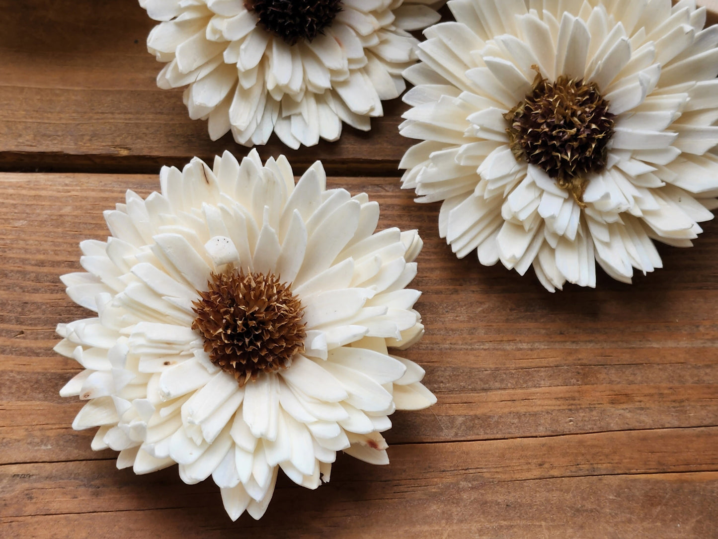 Wood Flowers, Thistle Center Multi-Petal Sunflower (Set of 12)