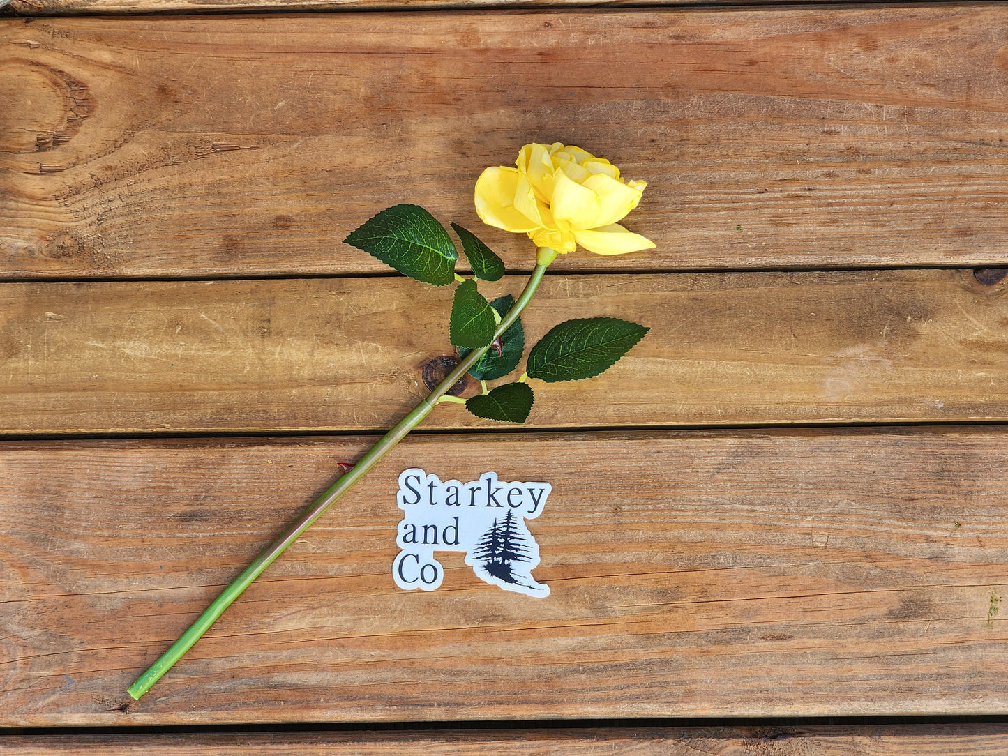 1 Dozen Yellow Wood Roses with Stems
