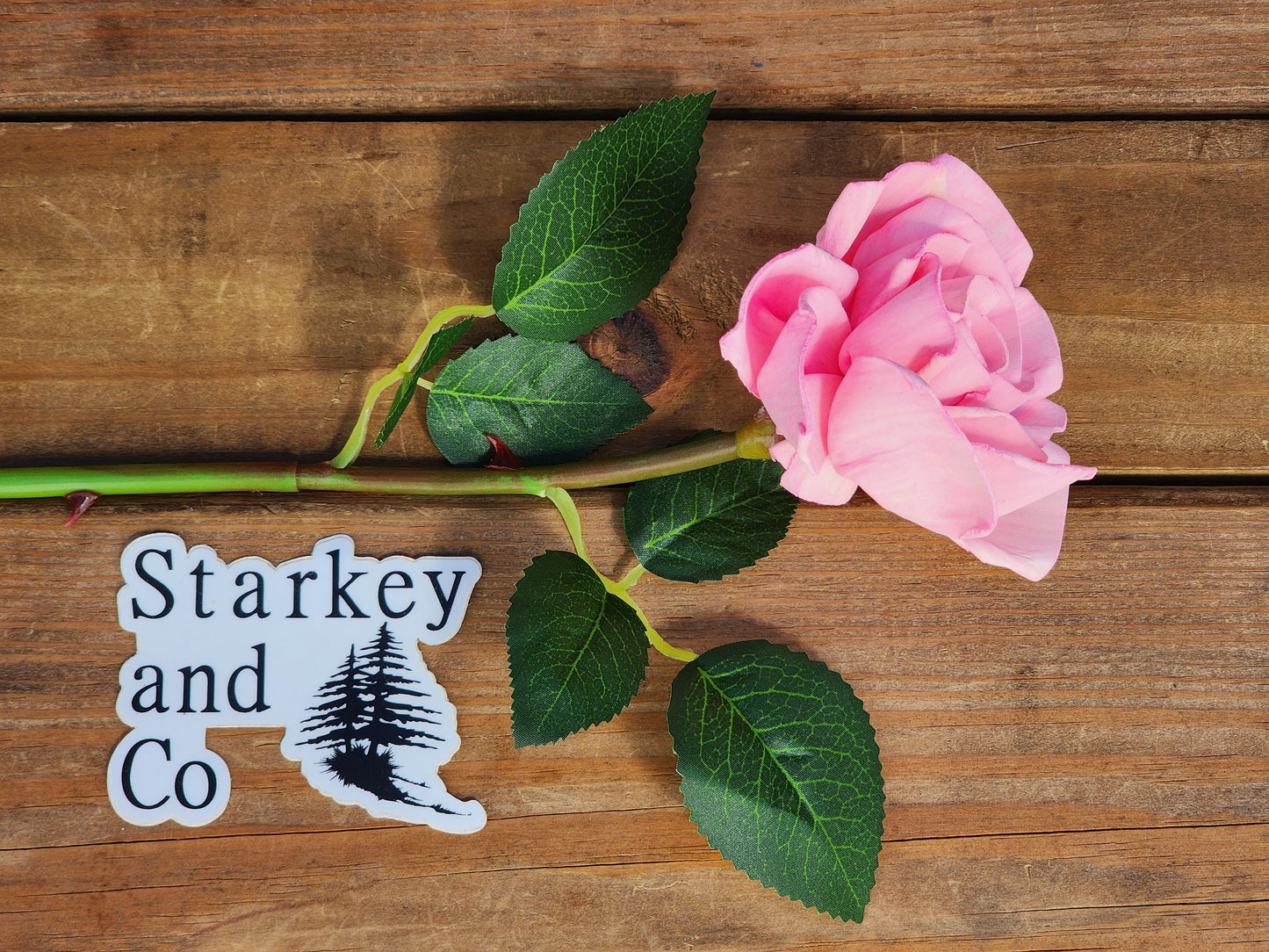 1 Dozen Pink Wood Roses with Stems