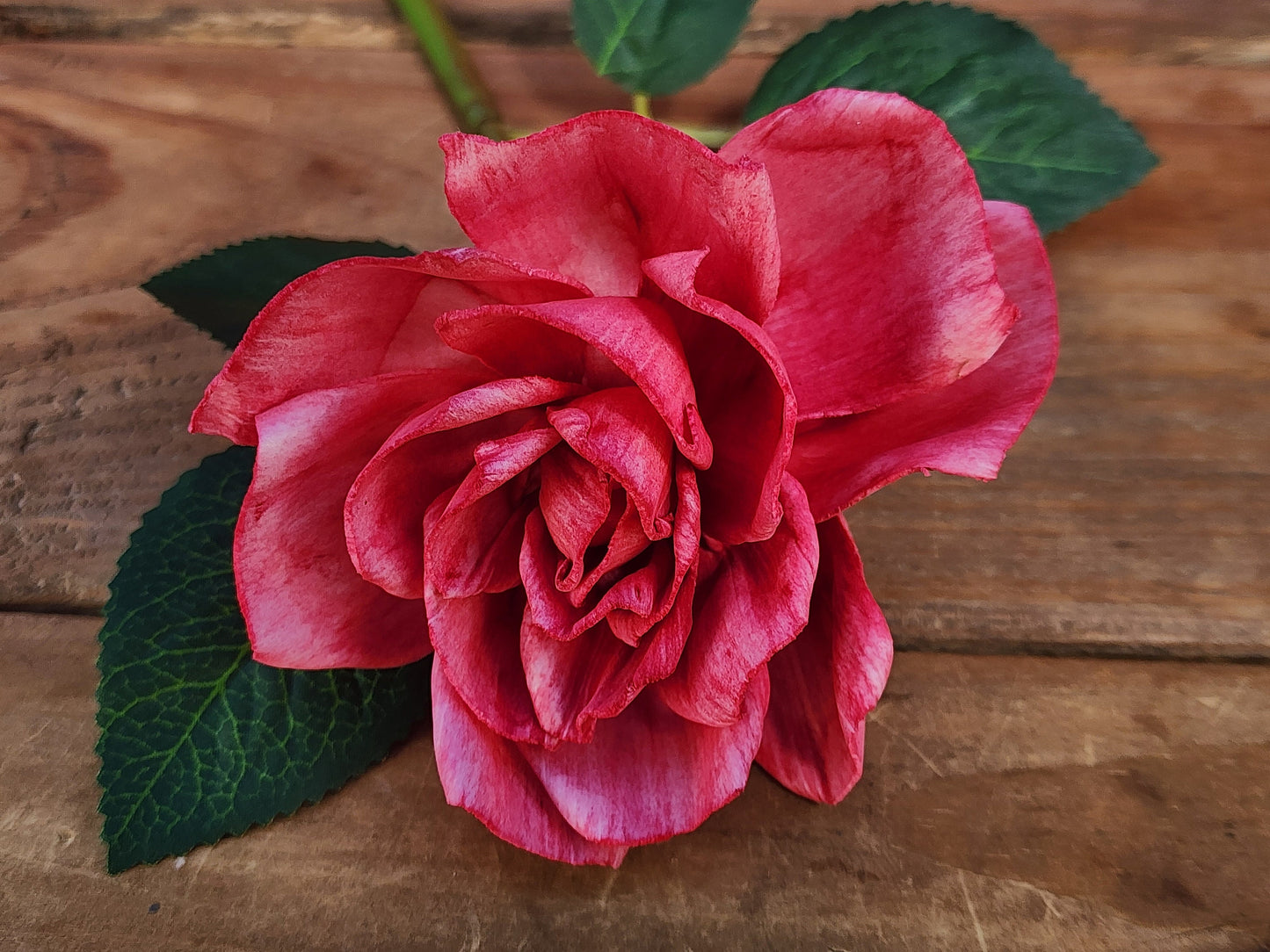 1 Dozen Red Wood Rose with Stems