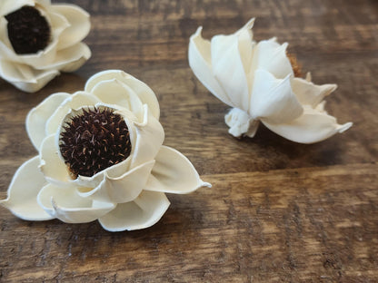 Sola Wood Flowers, One Dozen 2" Thistle Center Peonies, Ivory Wood Flowers, DIY  Wedding Bouquet, Floral Craft Supplies