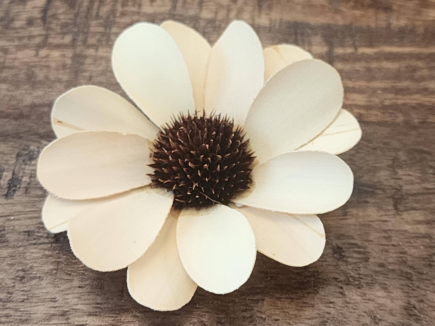 Sola Wood Flowers, 1 Dozen 2.5" Cream Daisies, Wood Flowers, DIY Wedding Flowers, Bouquet Supplies, Floral Craft Supplies, DIY Centerpiece